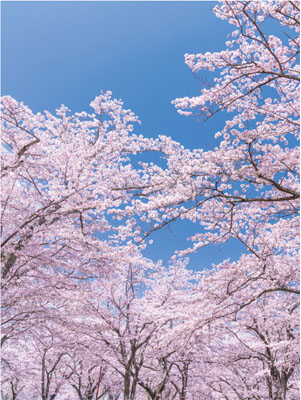 桜